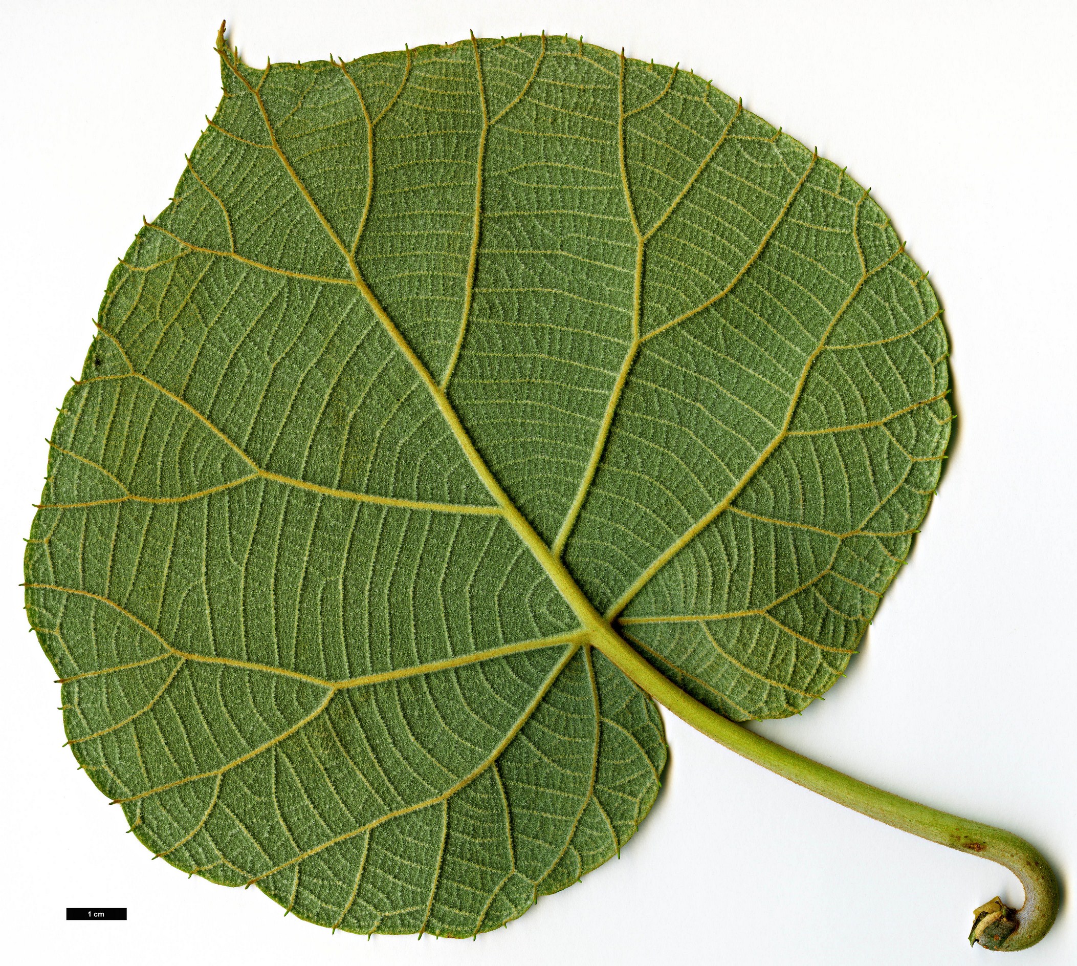 High resolution image: Family: Actinidiaceae - Genus: Actinidia - Taxon: chinensis